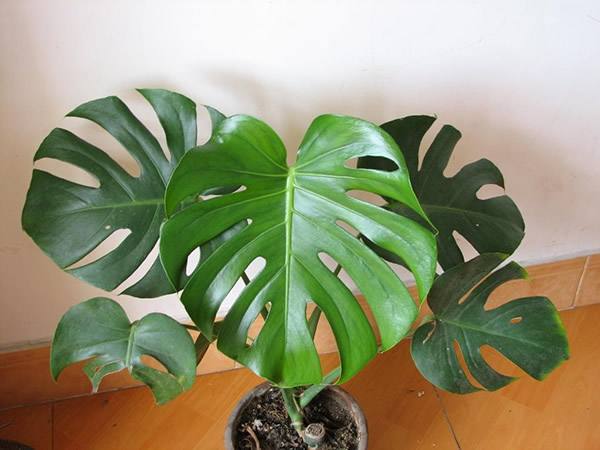 timg (4).jpg timg (4).jpg