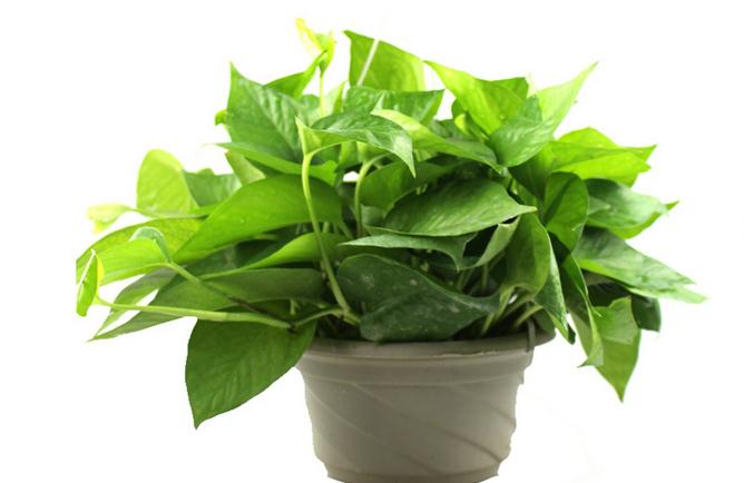 4279ce1380814c029c3608a25fbb4c06_th.jpg 4279ce1380814c029c3608a25fbb4c06_th.jpg